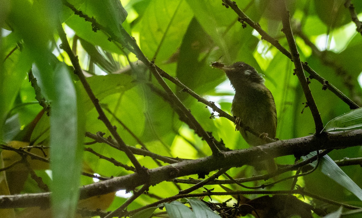 White-eared Tailorbird - Forest Botial-Jarvis