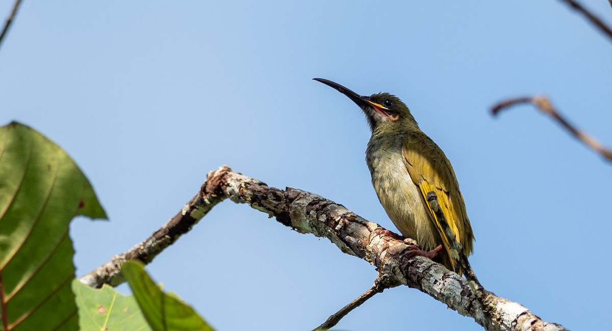 Naked-faced Spiderhunter - Forest Botial-Jarvis