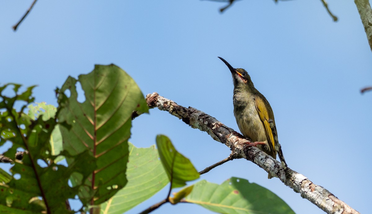 Naked-faced Spiderhunter - Forest Botial-Jarvis