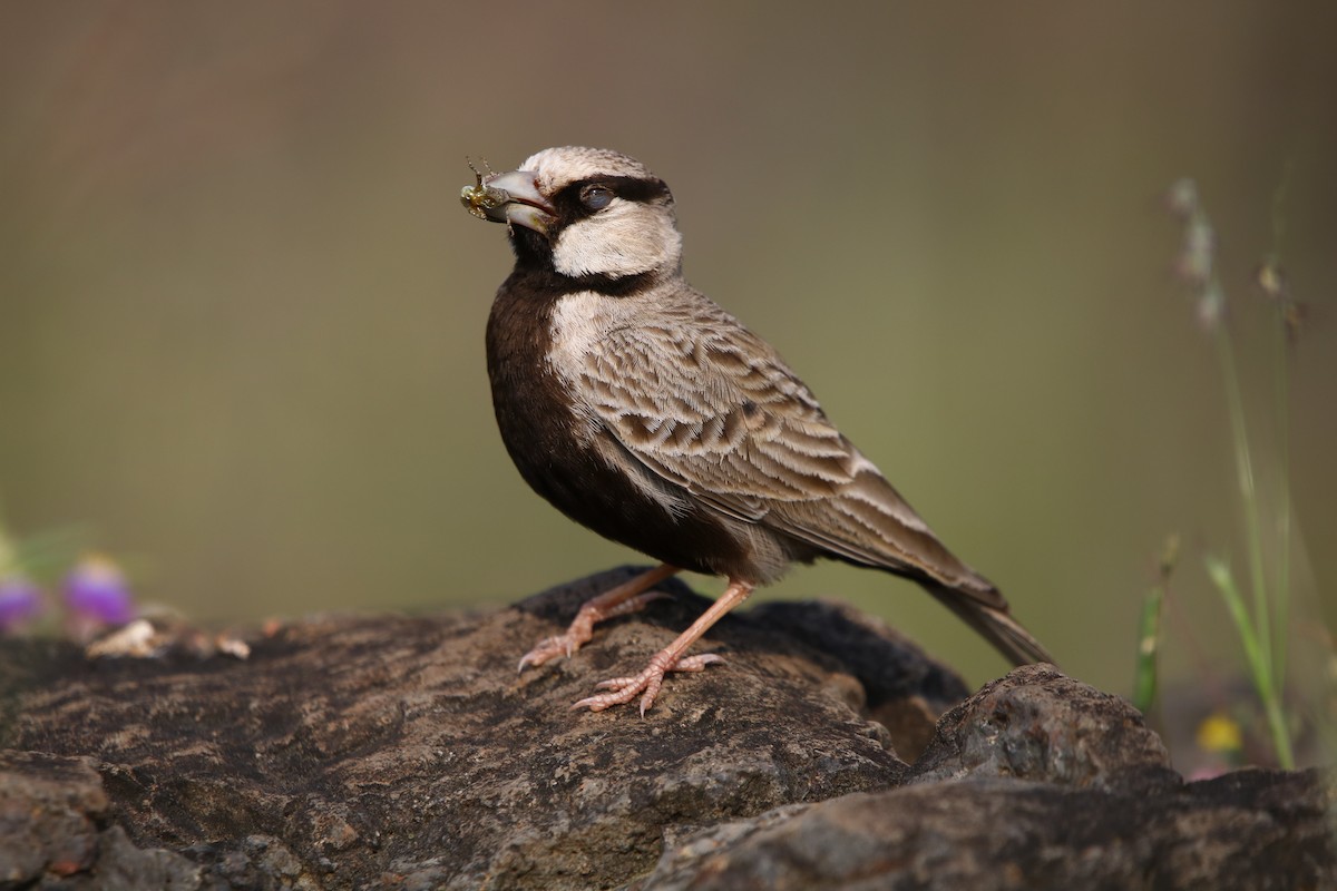 Ashy-crowned Sparrow-Lark - ML181596061