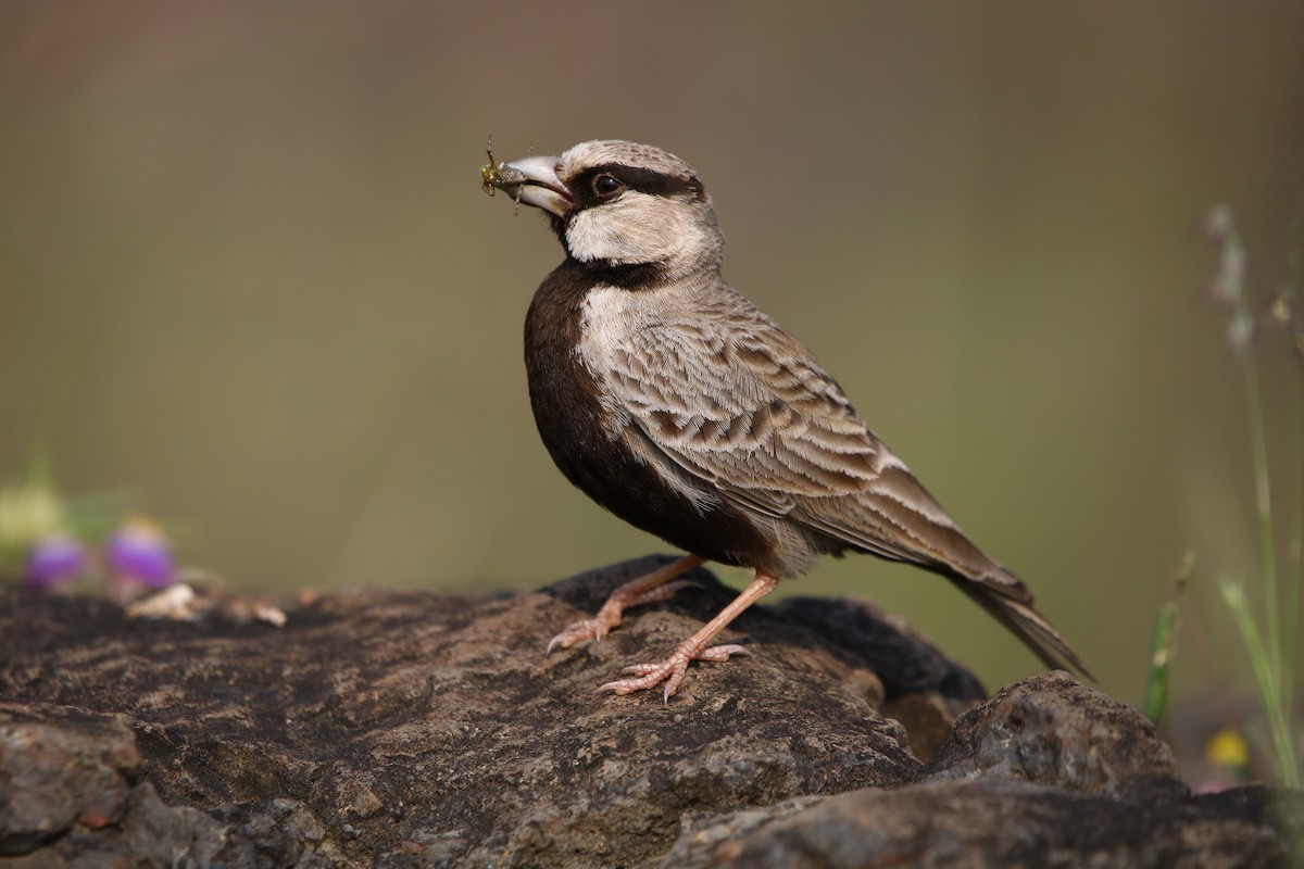 Ashy-crowned Sparrow-Lark - ML181596071