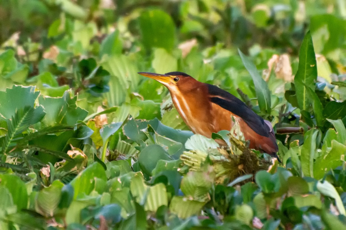 Least Bittern - André Adeodato - Aves de Sobral