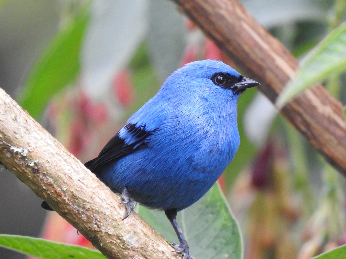 Blue-and-black Tanager - gustavo barragán mosquera