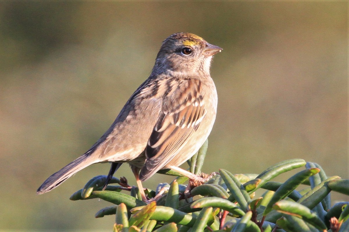 Golden-crowned Sparrow - ML181601941