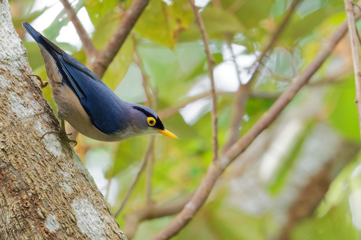 Yellow-billed Nuthatch - Vincent Wang