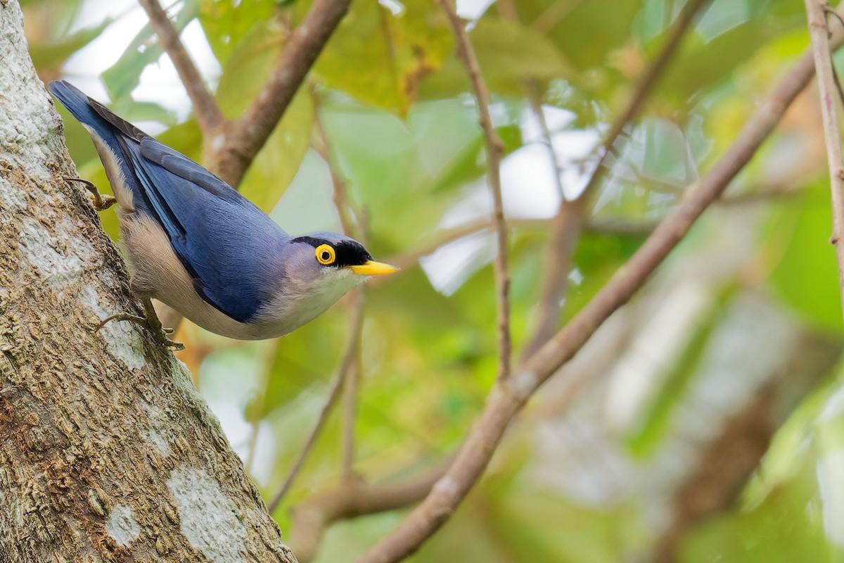 Yellow-billed Nuthatch - Vincent Wang