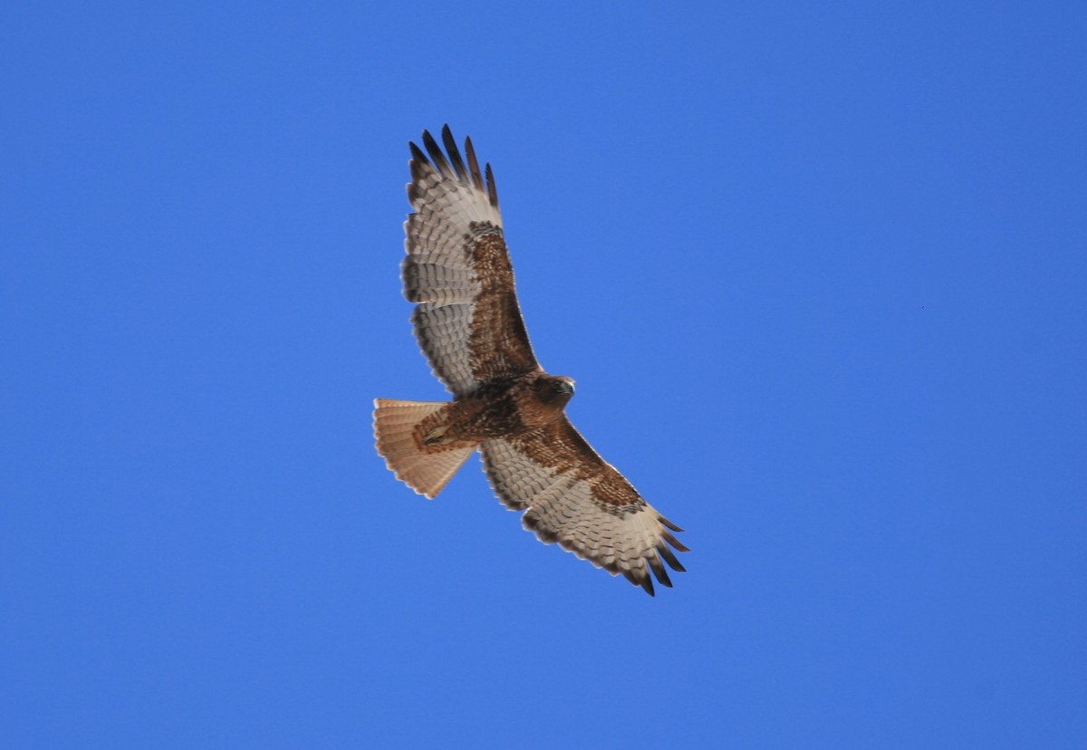 Red-tailed Hawk - ML181604971