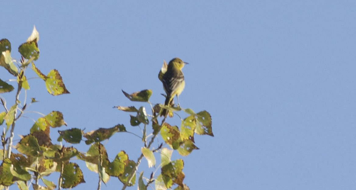 Orchard Oriole - ML181608001