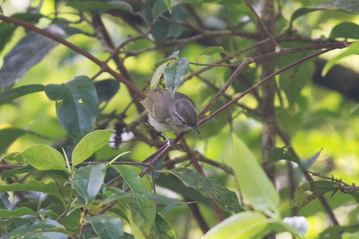 Island Leaf Warbler - ML181609941