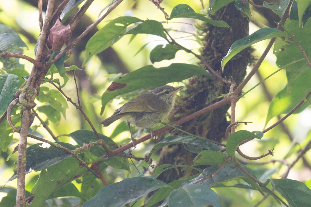 Island Leaf Warbler - ML181609951