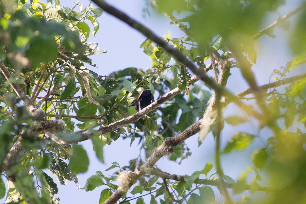 Brown-winged Starling - ML181615681