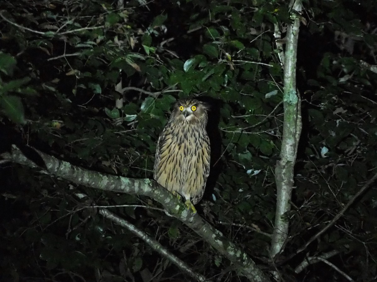 Tawny Fish-Owl - ML181616351