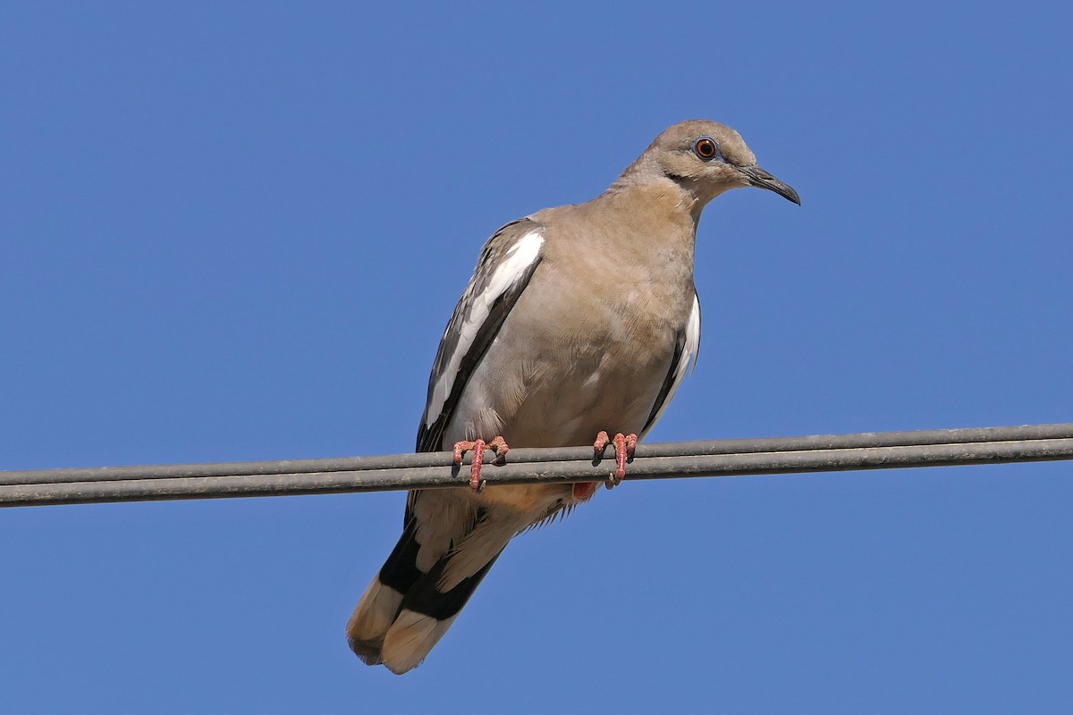 White-winged Dove - Robert Hamilton
