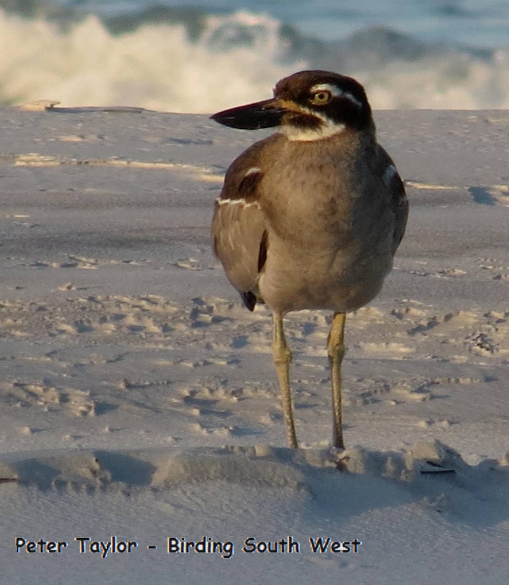 Beach Thick-knee - Peter Taylor (ex Birding SW)