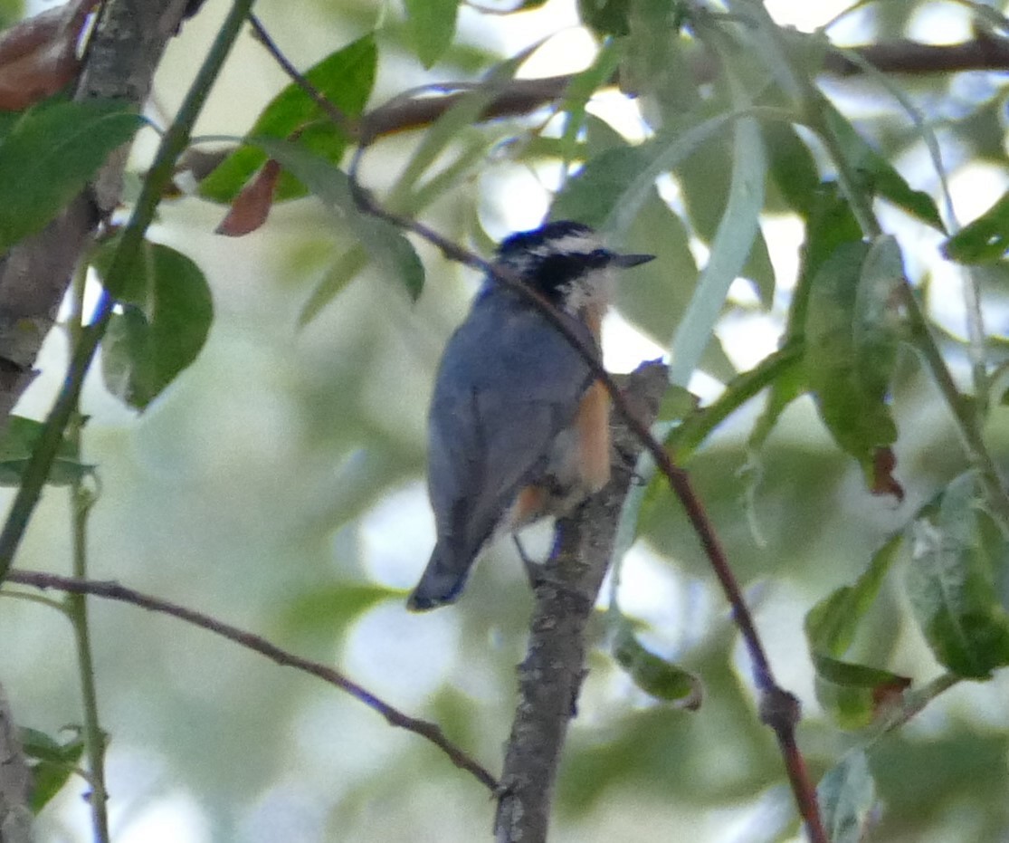Red-breasted Nuthatch - Kitty ONeil