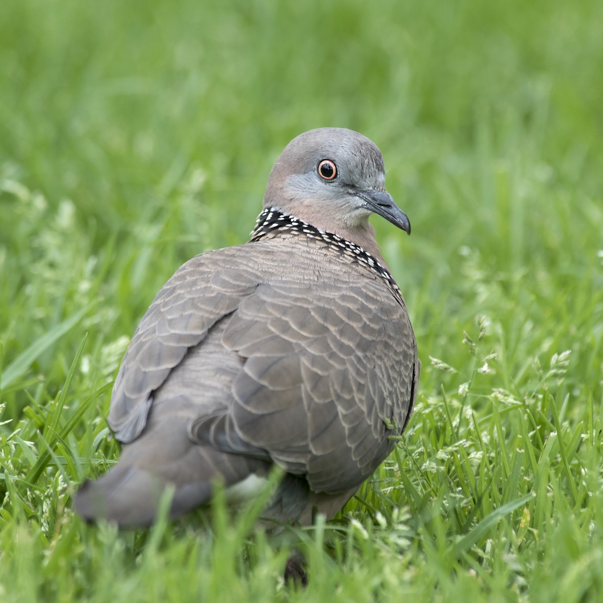 Spotted Dove - ML181632071