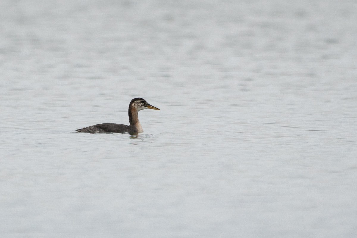Red-necked Grebe - Sulli Gibson