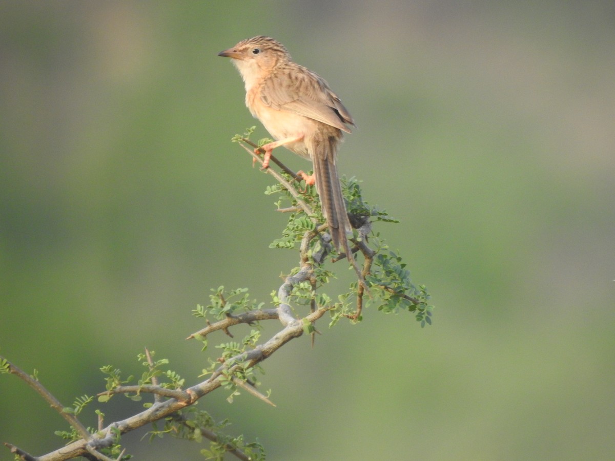 Common Babbler - Justus Obed