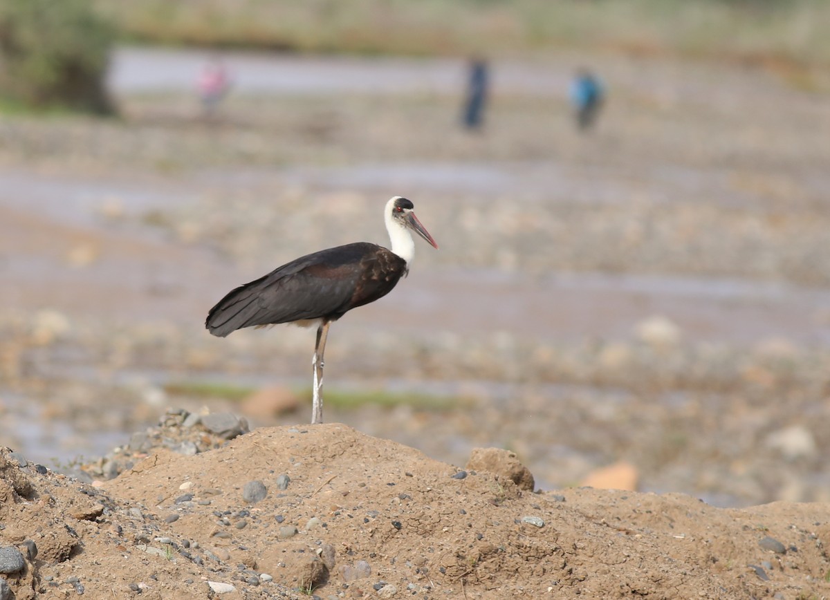 African Woolly-necked Stork - Fikret Ataşalan