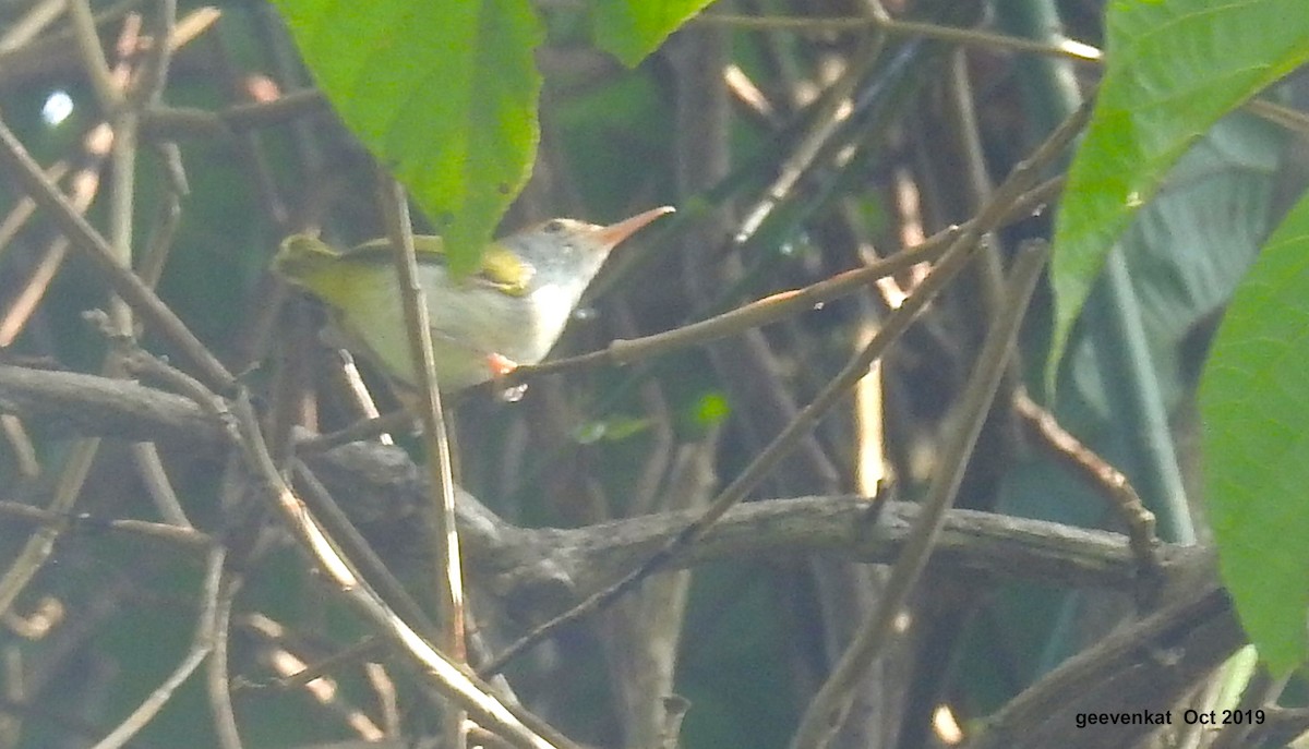 Dark-necked Tailorbird - Geetha  Venkataraman