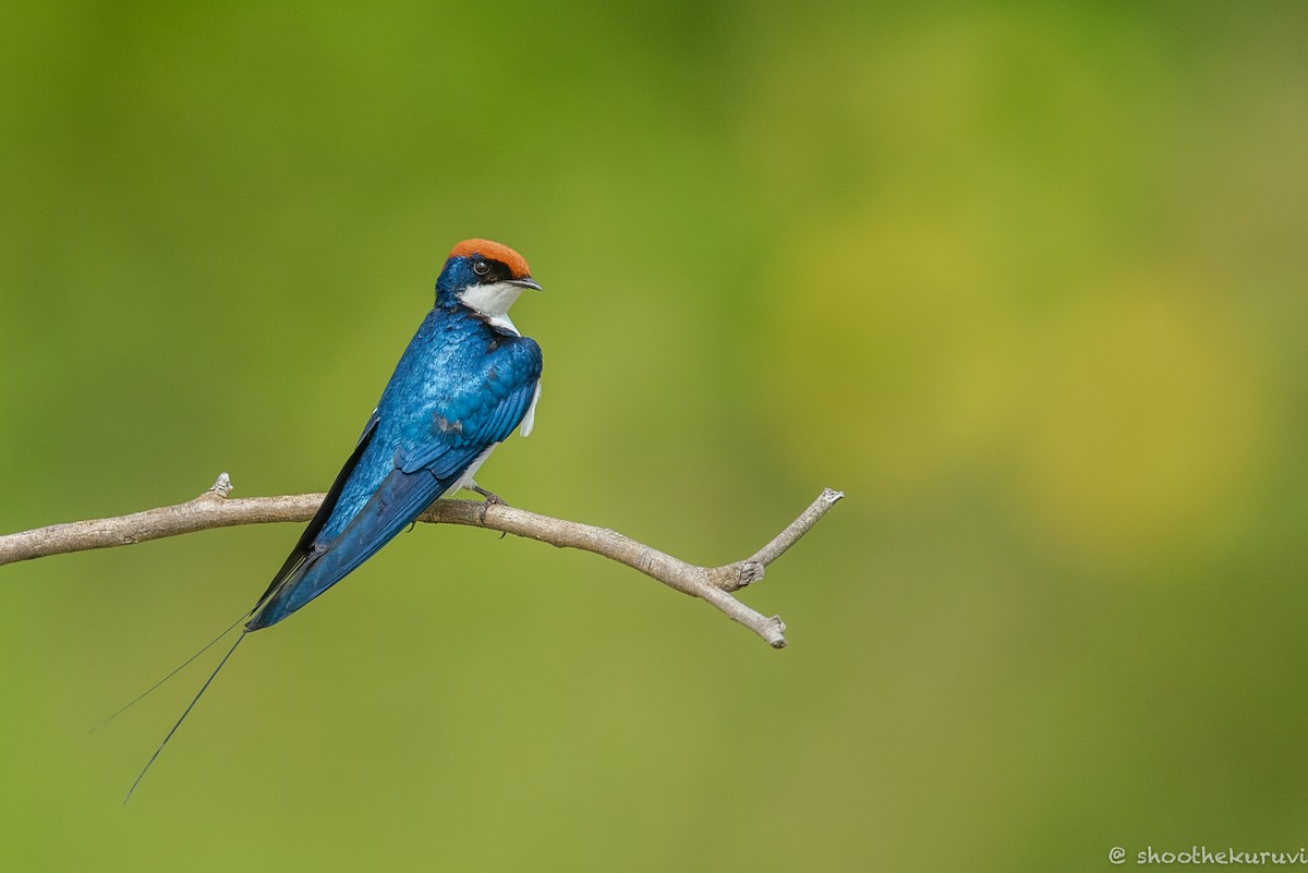 Wire-tailed Swallow - ML181639701