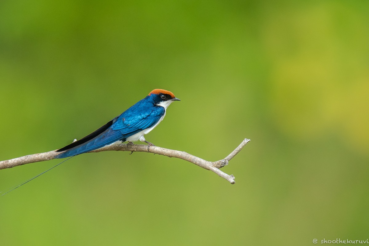 Wire-tailed Swallow - ML181639711