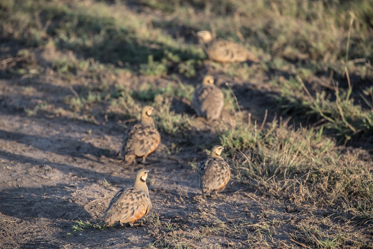 Yellow-throated Sandgrouse - Louis Brodeur