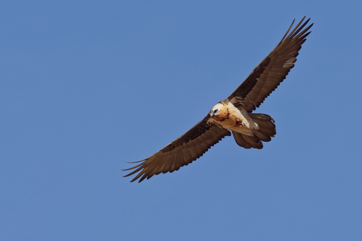 Bearded Vulture (Eurasian) - ML181642141