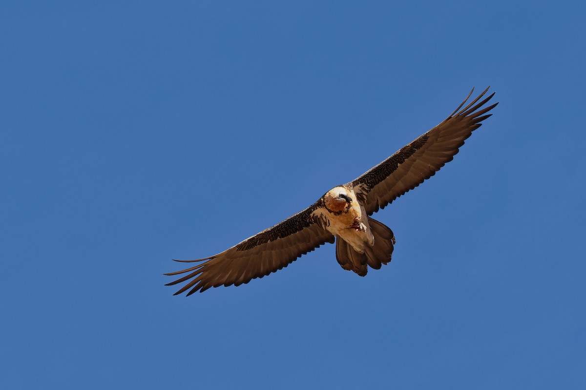 Bearded Vulture (Eurasian) - ML181642441