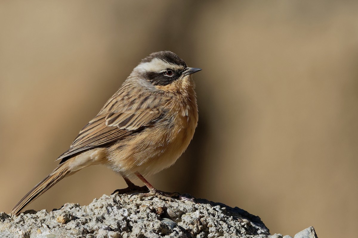 Brown Accentor - ML181645751
