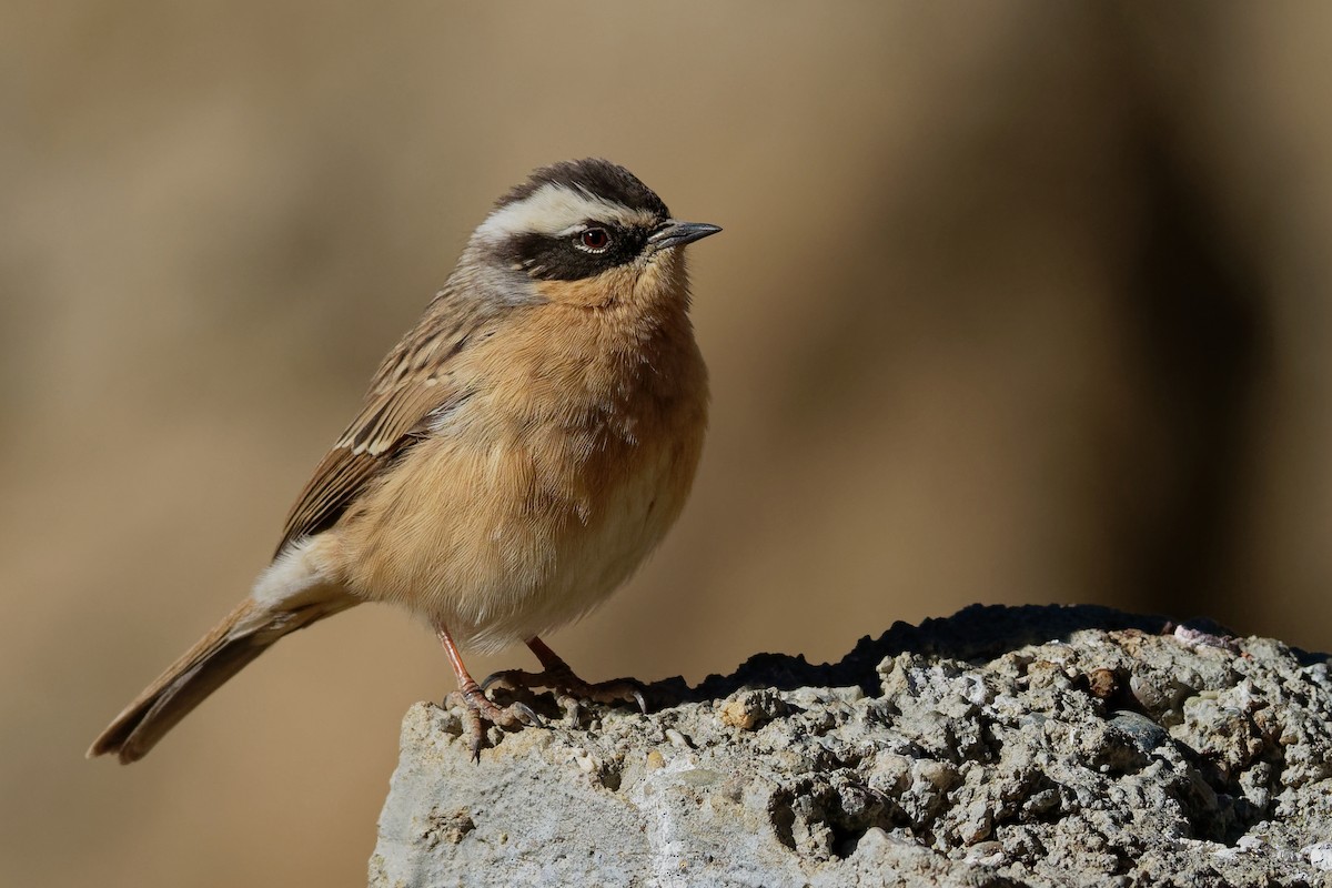 Brown Accentor - ML181645771