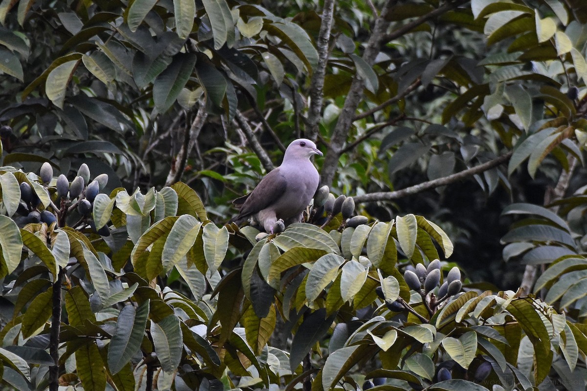 Malabar Imperial-Pigeon - ML181646051