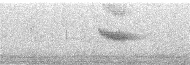 Вилохвістка плямиста - ML181646371