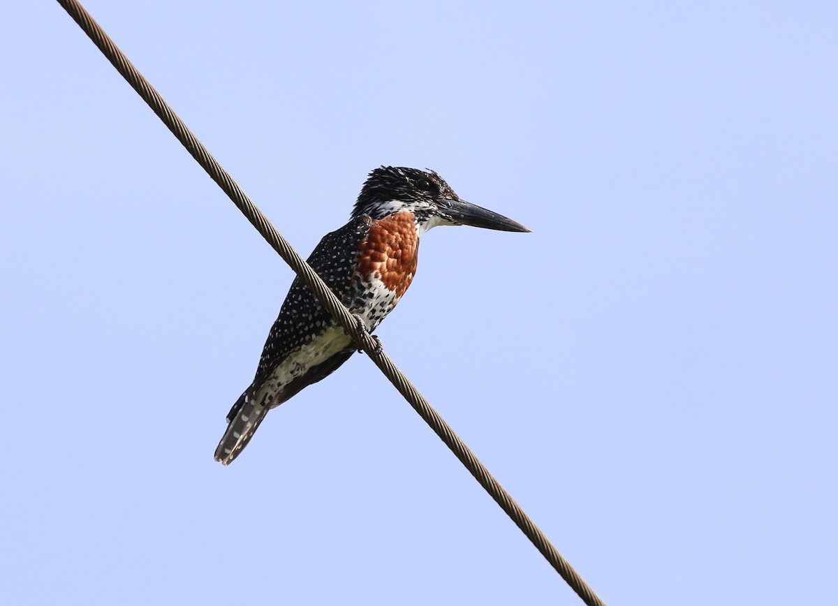 Giant Kingfisher - Fikret Ataşalan