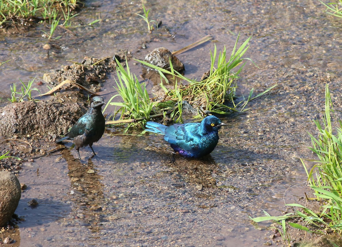 Greater Blue-eared Starling - ML181647921