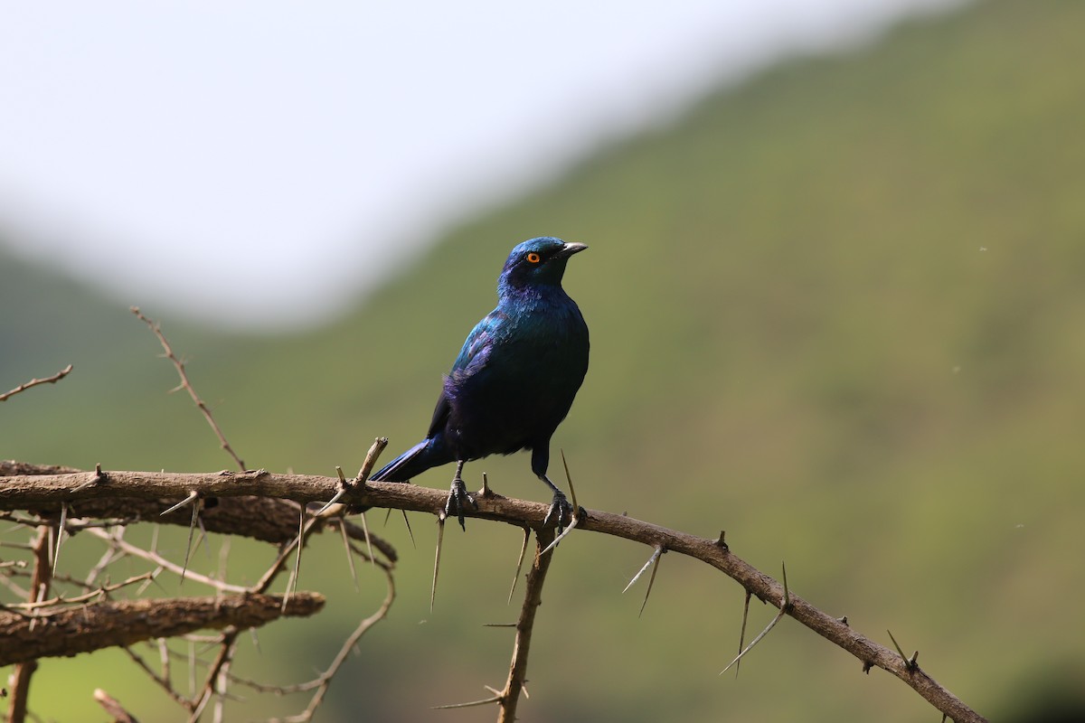 Greater Blue-eared Starling - ML181647931