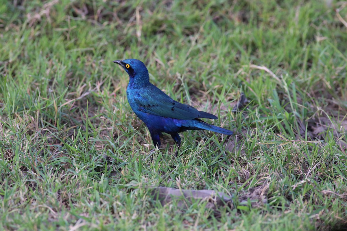 Greater Blue-eared Starling - ML181647981