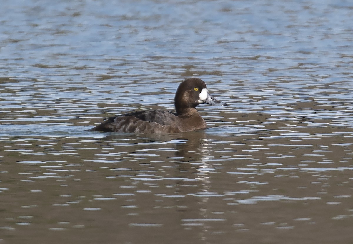 Greater Scaup - ML181649601