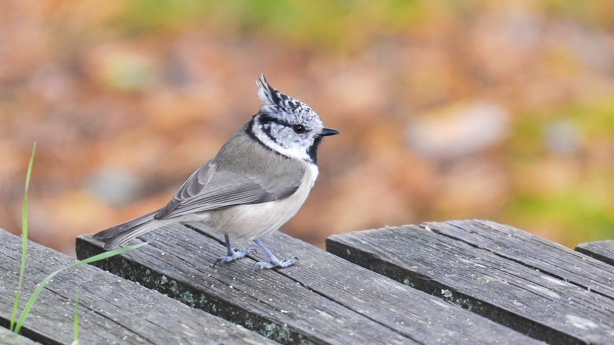 Crested Tit - ML181649721