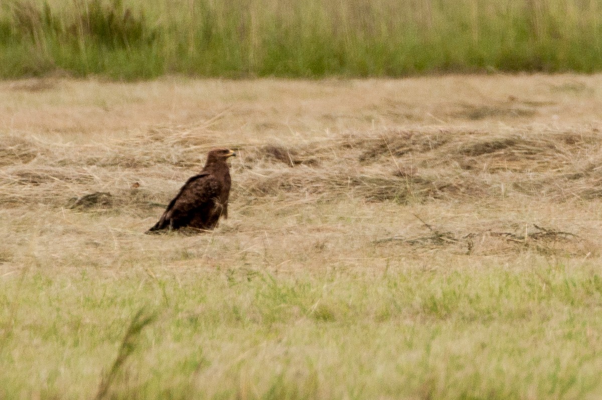 Lesser Spotted Eagle - Johnny Wilson