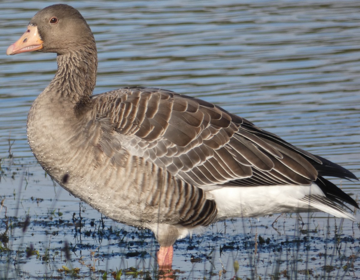 Graylag Goose - Alan Younger