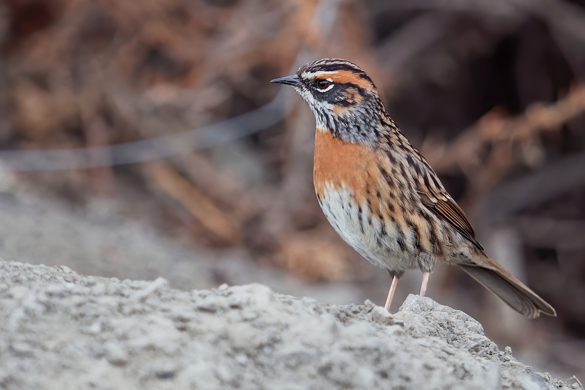 Rufous-breasted Accentor - ML181657501