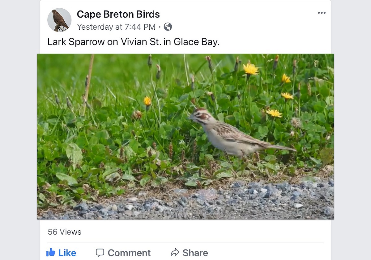 Lark Sparrow - Nova Scotia Bird Records