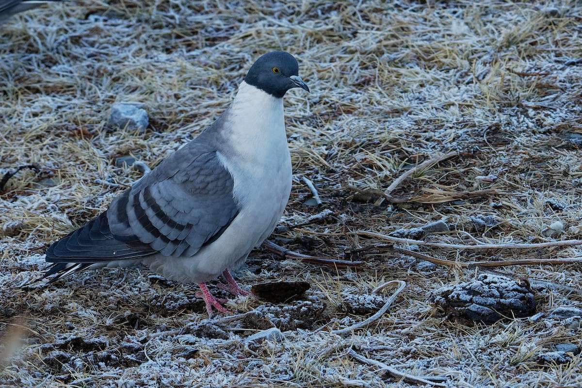 Snow Pigeon - ML181659141