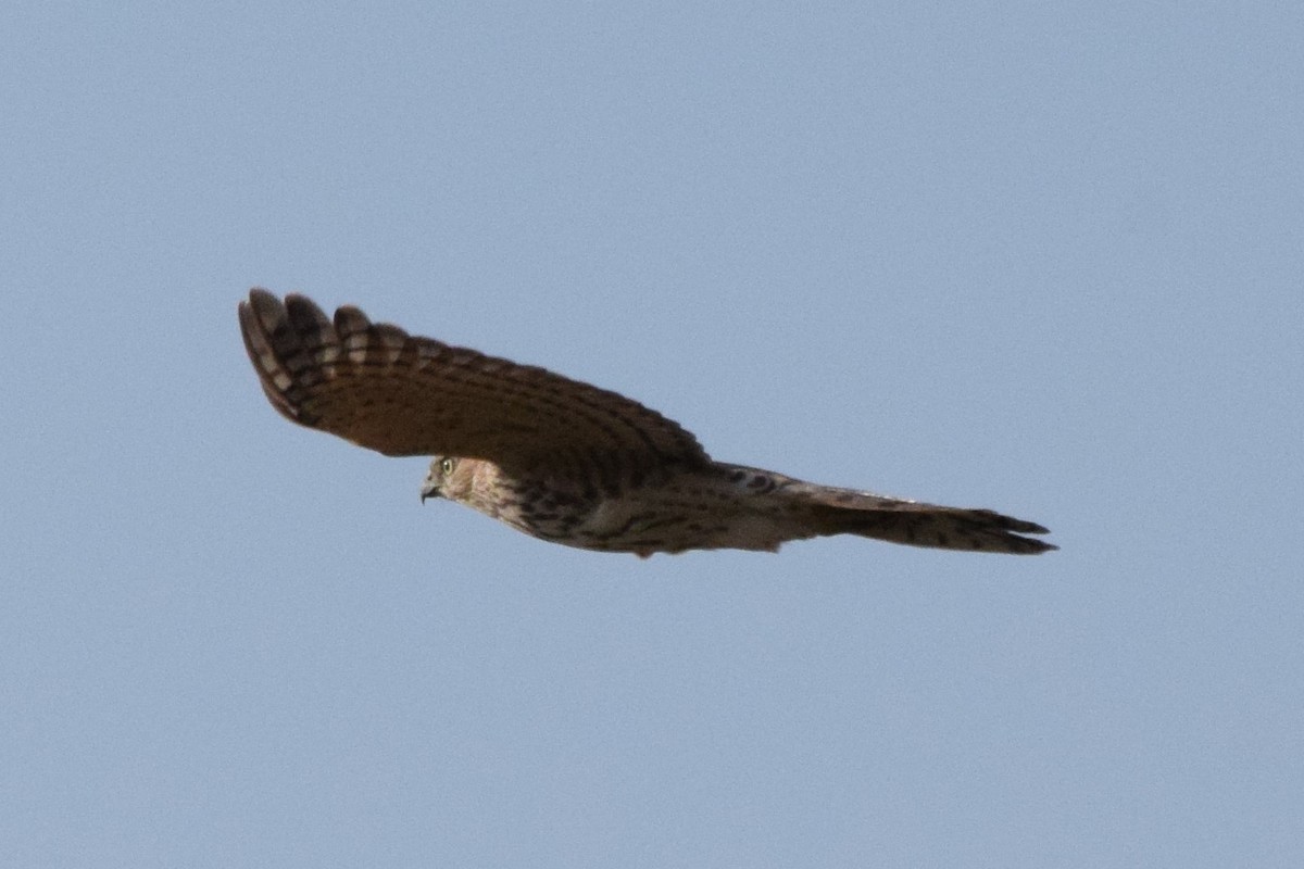 Eurasian Sparrowhawk - ML181659421