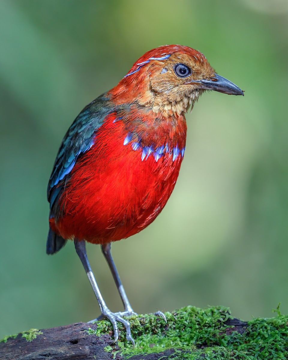 Blue-banded Pitta - ML181660101