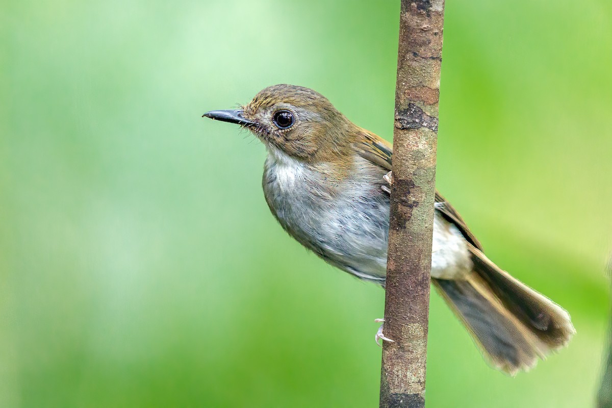 Gray-chested Jungle Flycatcher - ML181660141