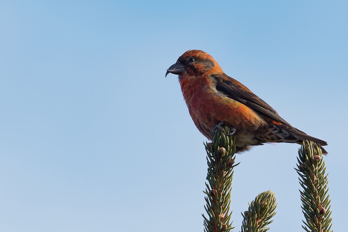 Red Crossbill (Himalayan) - ML181660321