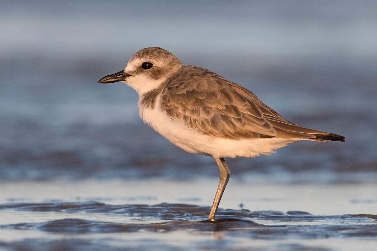 Greater Sand-Plover - Terence Alexander