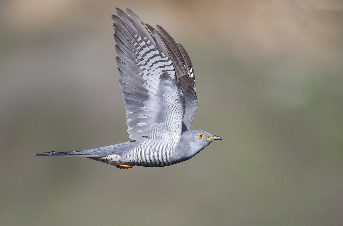 Common Cuckoo - ML181662571